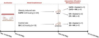 Nicotinamide Riboside Neutralizes Hypothalamic Inflammation and Increases Weight Loss Without Altering Muscle Mass in Obese Rats Under Calorie Restriction: A Preliminary Investigation